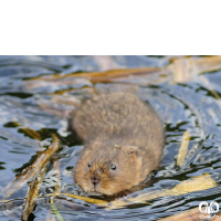 گونه ول آبزی Eurasian Water Vole